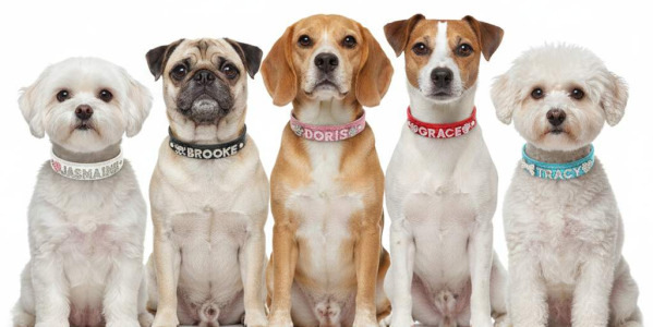 Le Collier Personnalisable : L’Accessoire Strassé, Chic et Indispensable pour l’Identification de Votre Chien (Toutes Tailles !)