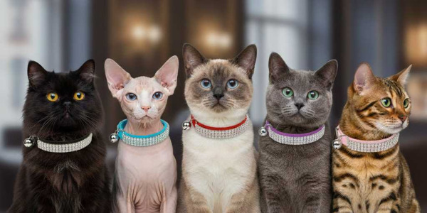 Le Collier pour Chat de Luxe : Alliance Parfaite entre Sécurité Élastique, Strass Scintillants et Élégance Suprême